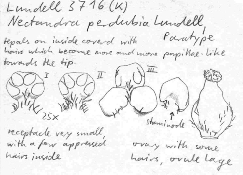 Vorschaubild Nectandra perdubia Lundell